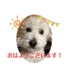 トイプードルの琥珀くん（個別スタンプ：26）