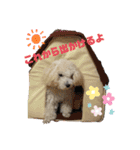 トイプードルの琥珀くん（個別スタンプ：27）