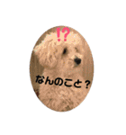 トイプードルの琥珀くん（個別スタンプ：28）