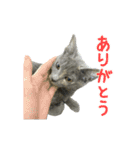 保護猫きとら＆こはく（個別スタンプ：1）