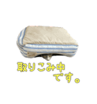 保護猫きとら＆こはく（個別スタンプ：3）