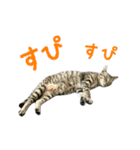保護猫きとら＆こはく（個別スタンプ：4）