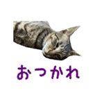 保護猫きとら＆こはく（個別スタンプ：5）