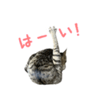 保護猫きとら＆こはく（個別スタンプ：6）