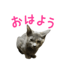 保護猫きとら＆こはく（個別スタンプ：7）