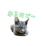 保護猫きとら＆こはく（個別スタンプ：8）