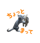 保護猫きとら＆こはく（個別スタンプ：9）