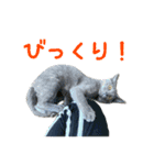 保護猫きとら＆こはく（個別スタンプ：10）