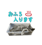 保護猫きとら＆こはく（個別スタンプ：11）