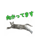 保護猫きとら＆こはく（個別スタンプ：12）