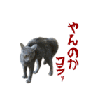 保護猫きとら＆こはく（個別スタンプ：13）