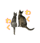 保護猫きとら＆こはく（個別スタンプ：14）