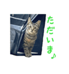 保護猫きとら＆こはく（個別スタンプ：15）