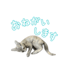保護猫きとら＆こはく（個別スタンプ：16）