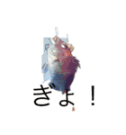 魚三昧ver2.1（個別スタンプ：3）