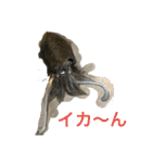魚三昧ver2.1（個別スタンプ：10）