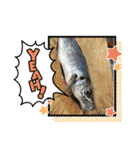 魚三昧ver2.1（個別スタンプ：12）