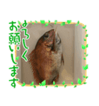 魚三昧ver2.1（個別スタンプ：14）