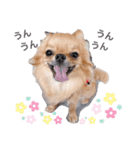rolacoharuチワワ②（個別スタンプ：2）