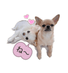 rolacoharuチワワ②（個別スタンプ：5）