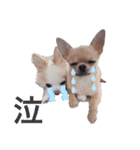 rolacoharuチワワ②（個別スタンプ：6）