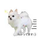 rolacoharuチワワ②（個別スタンプ：11）