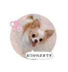 rolacoharuチワワ②（個別スタンプ：12）