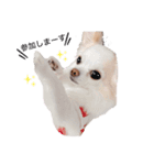 rolacoharuチワワ②（個別スタンプ：13）