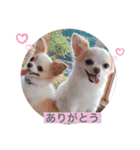rolacoharuチワワ②（個別スタンプ：15）