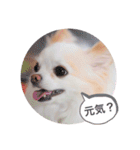 rolacoharuチワワ②（個別スタンプ：16）