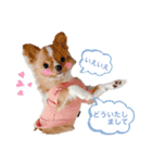 rolacoharuチワワ②（個別スタンプ：18）