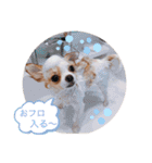 rolacoharuチワワ②（個別スタンプ：20）