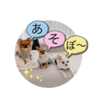 rolacoharuチワワ②（個別スタンプ：21）