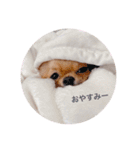 rolacoharuチワワ②（個別スタンプ：24）