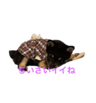 モリモトウメコハマメシバヨ（個別スタンプ：2）