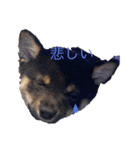 モリモトウメコハマメシバヨ（個別スタンプ：3）