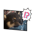 モリモトウメコハマメシバヨ（個別スタンプ：6）