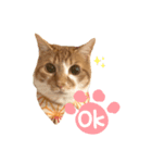 つくね スタンプ（個別スタンプ：1）