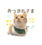 つくね スタンプ（個別スタンプ：5）
