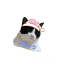 ママんちの猫たち（個別スタンプ：1）