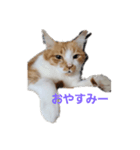 ママんちの猫たち（個別スタンプ：2）