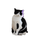 ママんちの猫たち（個別スタンプ：3）