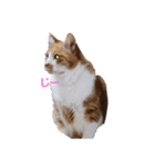 ママんちの猫たち（個別スタンプ：4）