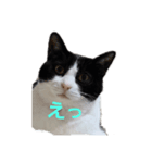 ママんちの猫たち（個別スタンプ：5）