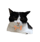ママんちの猫たち（個別スタンプ：6）