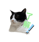 ママんちの猫たち（個別スタンプ：7）