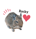 デグーのいる生活♡（個別スタンプ：1）
