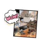デグーのいる生活♡（個別スタンプ：14）
