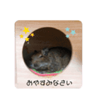 デグーのいる生活♡（個別スタンプ：16）