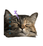 愛猫すたんぷだよ（個別スタンプ：2）